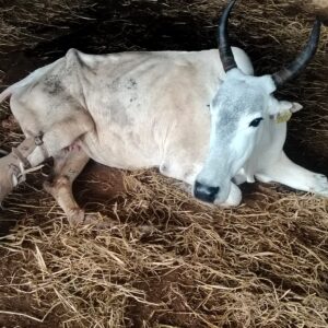 WhatsApp Image 2025-02-21 at 5.13.15 PM (1)